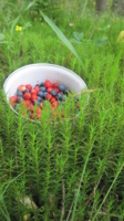 аппетитные ягодки в зелени травы