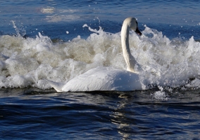 Атака моря на лебедя