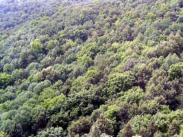 Лес на склоне горы