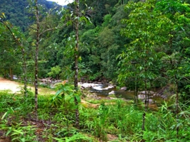 Тайские джунгли
