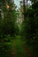 Дорожка через лес.