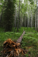 сибирский лес