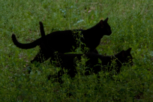 На лугу пасутся коты