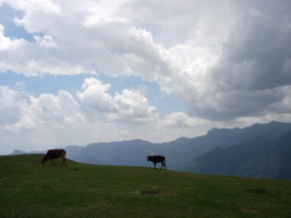 Коровы в горах