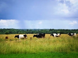 Пейзаж с коровами :)