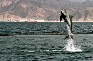 Дельфин  и море