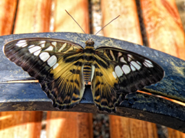 PARTHENOS SYLVIA 