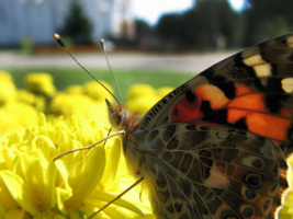 Reverse side of the wing