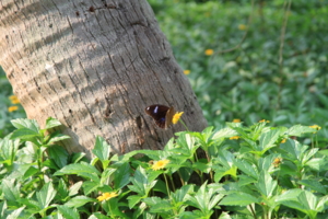 Хайнаньская бабочка