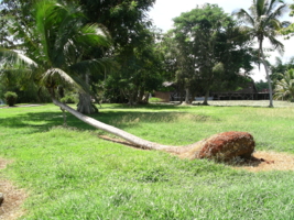 Аномально растущая пальма.