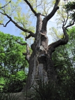 1100 -летний дуб-великан