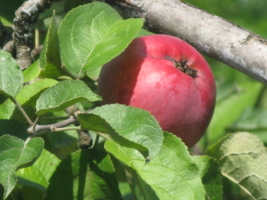 Яблуко 2