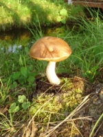 Литовский грибок
