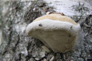 древесный гриб