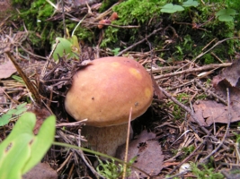 Белый гриб таежный