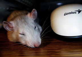 Мышка и Крыска