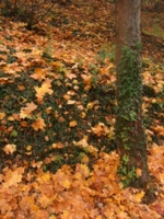 Листья цвета осени