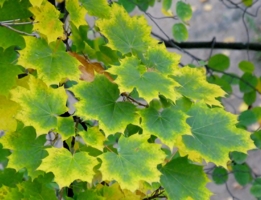 Листья цвета сентября
