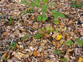Пожухлая листва