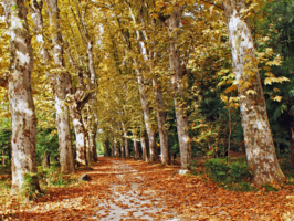 Осенняя прогулка...