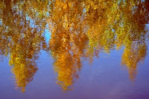 Золотая осень в реке