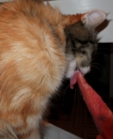 Наша кошка ест арбуз