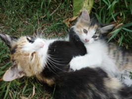 Мама кошка и котёнок