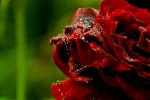 Нежность розы