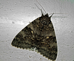 Ночная бабочка на стене