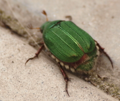 Зеленый жук