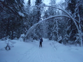 прогулка по зимнему лесу