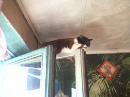 кот на окне