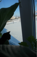 Котик смотрит на зимний пейзаж