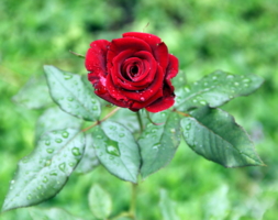 Роза после летнего дождя