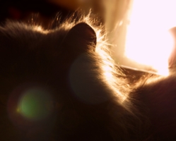 Солнечная кошка:)