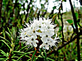 Цветок в Эвенкийской тайге