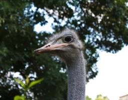 Любопытный страус 