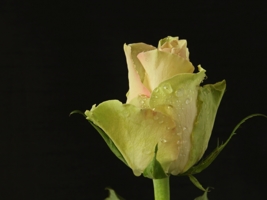 Роза для одинокой женщины