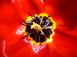 Сердце тюльпана