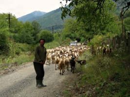 Веселый пастух
