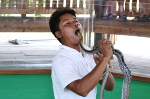 Укротитель змей