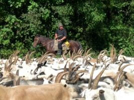 пастух в Абхазии