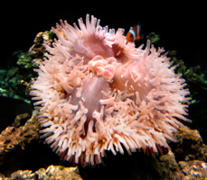 Шевелящийся коралл