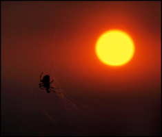 Ловец солнца