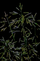Ночные травы