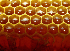 Янтарный мед