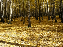 На ковре из желтых листьев