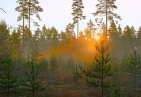 Поднимается солнце над лесом