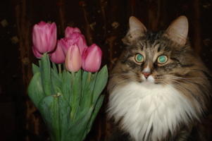 тюльпаны и кот