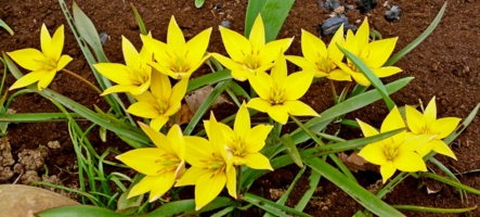 Ботанические тюльпаны URUMIENSIS